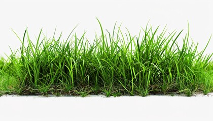 Fototapeta premium strip of green fresh grass side view