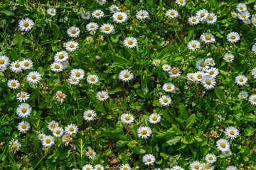 many daisies blooming in a meadow