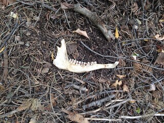 Naklejka premium piece of bone jaw on the ground