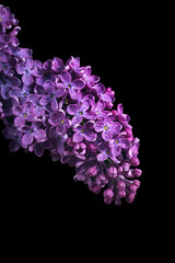 lilac flowers in drops of water isolated on black. close up - 795714514