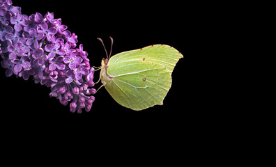 bright yellow butterfly on lilac flowers in dew drops isolated on black. brimstones butterfly. copy space