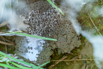 Froscheier im Wasse. Froschlaich - Amphibien. Frog eggs in the water. Frog spawn - amphibian