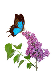 bright tropical Ulysses butterfly on a branch of a blooming purple lilac in water drops isolated on white. 