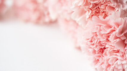 Pink carnations on white background. Greeting card. Summer or spring flower composition. Copy...
