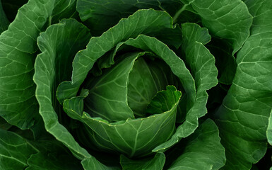 Close up of green white cabbage grows in summer garden. Harvest vegetables. Growing crops. Food