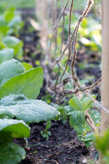 Organischer Gemüsegarten: Erbsen und Spinat in Mischkultur neben Rankhilfe / Konzept:...