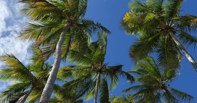 Coconut tree against the blue sky,  west Indies, Guadeloupe