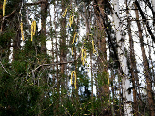 Blooming birch tree in a coniferous forest. Birch catkins in the foreground. Spring forest background with blooming birch.