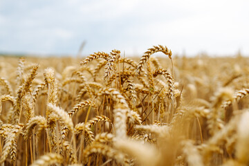 Wheat field. Ears of ripe wheat in the field.