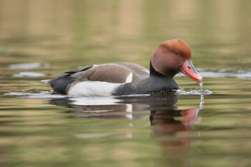 Red-crested pochard - Netta rufina male, swimming in light green water. Photo from Lubusz Voivodeship in Poland.