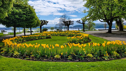 Sunny day in a picturesque park with yellow tulips on the shore of the alpine Lake Constance in...