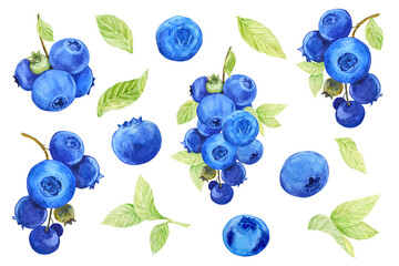 Large watercolor set of wild berries. Blueberries on branches with green leaves and dark blue berries. Clipart for the design of a vegan, natural, farm product.