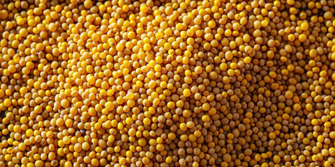 Close up of fresh yellow corn on display in a grocery store shelving aisle