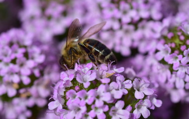 Biene auf lila Thymianblüten
