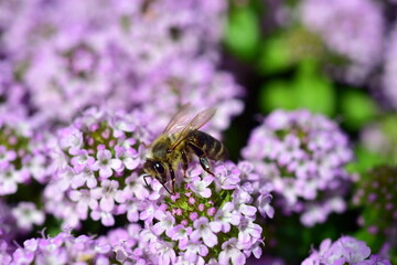 Biene auf lila Thymianblüten