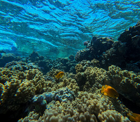 Fototapeta na wymiar Underwater view of the coral reef with fishes and corals.