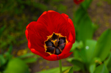 Fototapeta premium tulip red