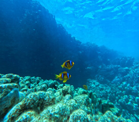 Fototapeta na wymiar Coral reef and Clownfish in the Red Sea. Egypt. Sharm El Sheikh