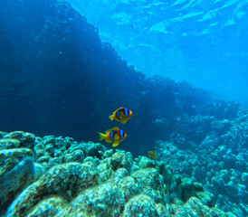 Coral reef and Clownfish in the Red Sea. Egypt. Sharm El Sheikh