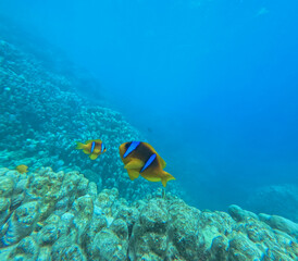 Fototapeta na wymiar Coral reef and Clownfish in the Red Sea. Egypt. Sharm El Sheikh