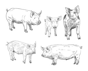Pigs hand drawn set. Farm animals sketch picture. Vector art illustration. - 795725704