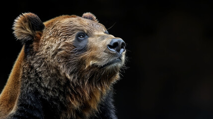 Naklejka premium A brown bear's face in sharp focus against a black backdrop Blurred bear head image in foreground