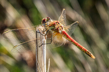 Dragonflies Macro and Details photography in the countryside of Sardinia Italy