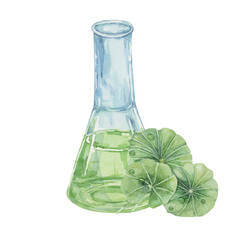 Centella asiatica and flask with green extract . Hand drawn gotu cola fluid juice glass clipart,...