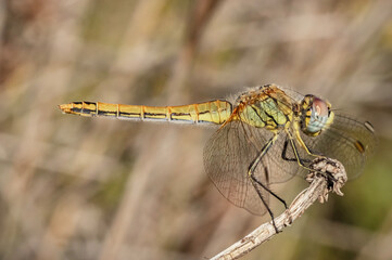 Dragonflies Macro and Details photography in the countryside of Sardinia Italy