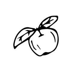 Hand drawn exotic fruit doodles. Cute tropical food sketch, summer fresh organic ingredients vector illustration