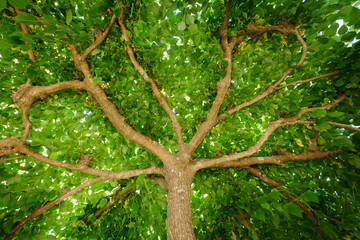 Green tree canopy leaves roof