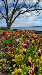 View of the picturesque Boden lake with beautiful multicolored tulips on a sunny spring day in Uberlingen, Germany