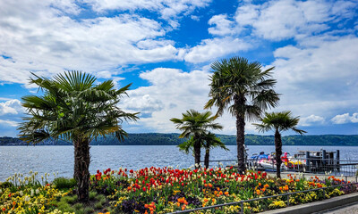 View of the picturesque Boden lake with palm trees and beautiful multicolored tulips on a sunny...