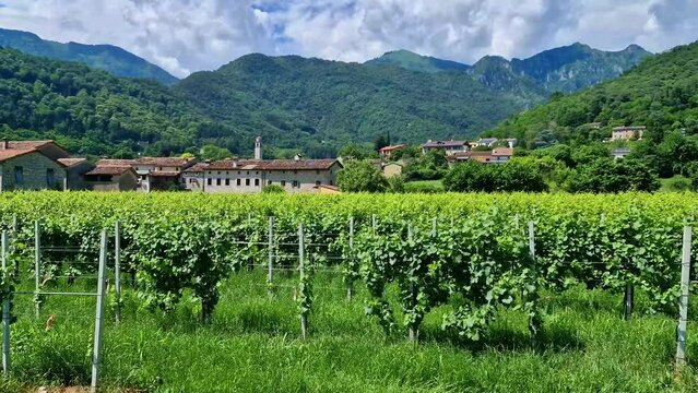 Treviso,  famous wine region prosecco production in Italy. village and castle Castelbrando view of vineyrds 4k hd video