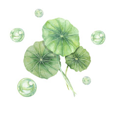 Centella asiatica and green bubbles . Hand drawn gotu cola extract spheres clipart, watercolor...