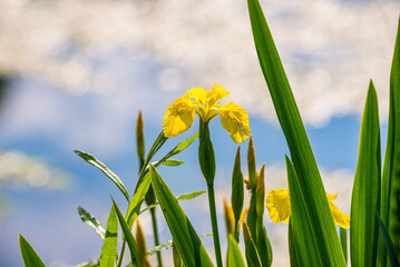 Blooming Iris pseudacorus in Retention tank Ricanka in Uhrineves, Prague, Czech republic