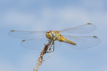 Dragonflies Macro and Details photography in the countryside of Sardinia Italy