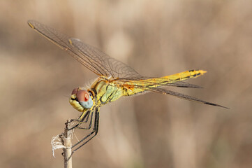 Dragonflies Macro and Details photography in the countryside of Sardinia Italy