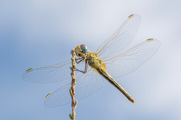 Dragonflies Macro and Details photography in the countryside of Sardinia Italy