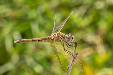 Dragonflies Macro and Details photography in the countryside of Sardinia Italy