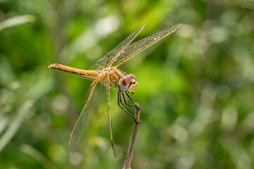 Dragonflies Macro and Details photography in the countryside of Sardinia Italy