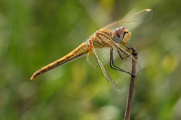 Dragonflies Macro and Details photography in the countryside of Sardinia Italy
