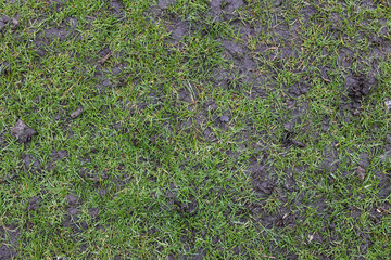 Top view, grass texture. Natural lawn background. Green grass in spring. Green texture. High quality photo. Wet lawn