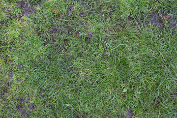 Top view, grass texture. Natural lawn background. Green grass in spring. Green texture. High quality photo. Wet lawn