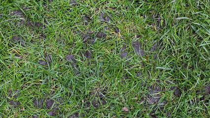 Top view, grass texture. Natural lawn background. Green grass in spring. Green texture. High quality photo. Wet lawn