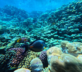 Underwater view of coral reef with tropical fish and corals.