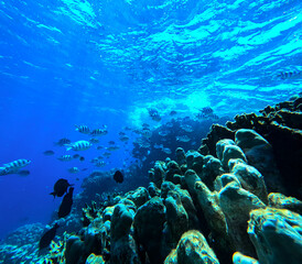 Fototapeta na wymiar Coral reef and fish in Red Sea. Egypt. Sharm El Sheikh