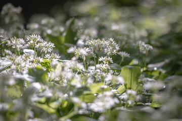 Pretty wild garlic in bloom in Sussex woodland, on a sunny spring day