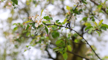 Many spring white flowers, Green tree in spring. A beautiful blooming apple tree, a wonderful garden. Natural growth of berries