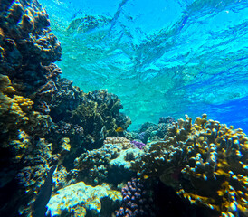 Underwater view of coral reef with fishes and corals. Tropical underwater background